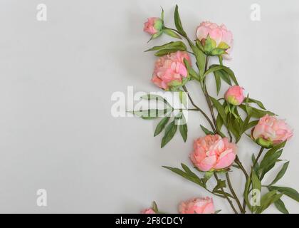 Closeup Beautiful Pink Peony Flowers on White Background Stock Photo