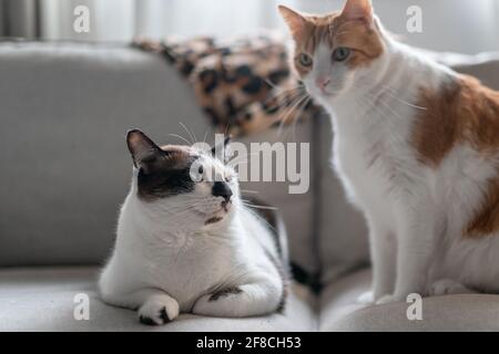 two domestic cats interact on the sofa Stock Photo
