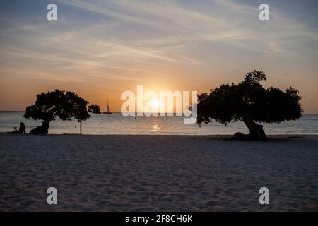 Sunset at Eagle Beach Aruba, Divi Dive Trees on the shoreline of Eagle Beach in Aruba. Stock Photo