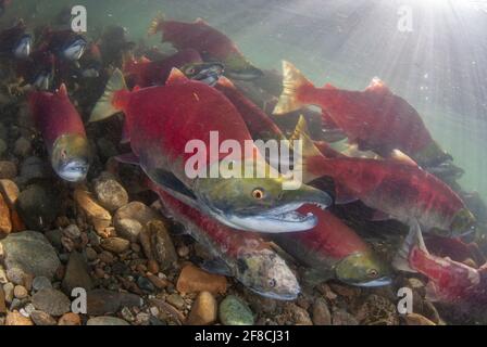 Sockeye Salmon spawn in Adam's River, British Columbia, Canada Stock Photo