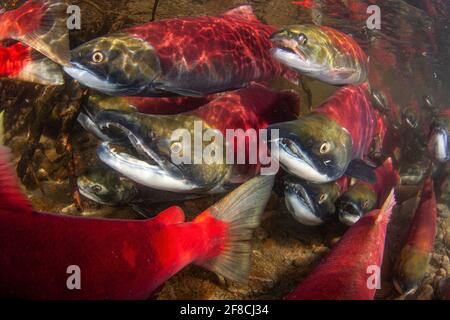 Sockeye Salmon spawn in Adam's River, British Columbia, Canada Stock Photo