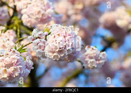 A ball of cherry blossom flowers on a tree against an out of focus background of petals and a blue sky Stock Photo