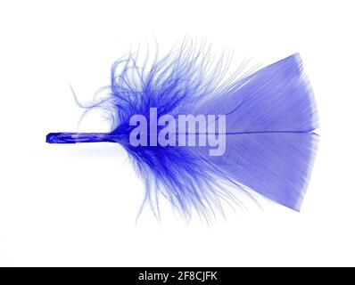 High resolution scan of blue feather Stock Photo