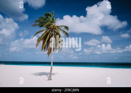 Eagle Beach Aruba, Palm Trees on the shoreline of Eagle Beach in Aruba white beach and blue ocean Stock Photo