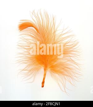High resolution scan of orange feather Stock Photo