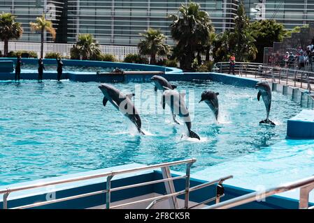 Dolphins performing a show at L'Oceanografic in Valencia's City of Arts and Sciences, Spain. Stock Photo