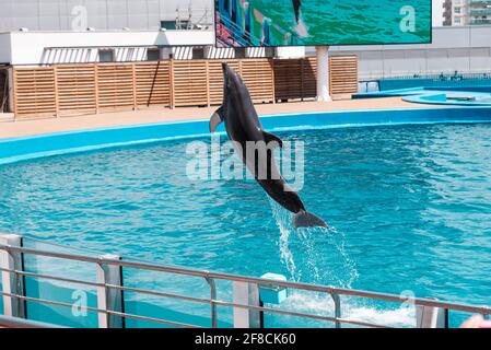 Dolphins performing a show at L'Oceanografic in Valencia's City of Arts and Sciences, Spain. Stock Photo