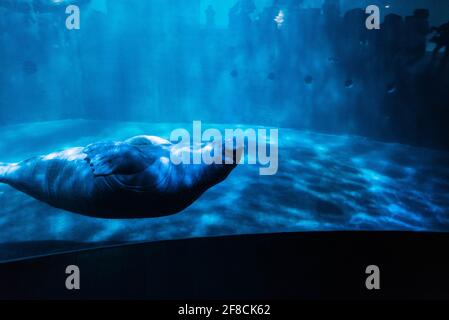 A manatee swimming through a tank in dappled light at L'Oceanografic in Valencia's City of Arts and Sciences, Spain. Stock Photo
