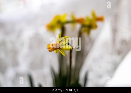 Daffodil flower or narcissus bouquet Stock Photo