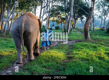 walking with elephant's at animal sanctuary in the golden triangle Stock Photo