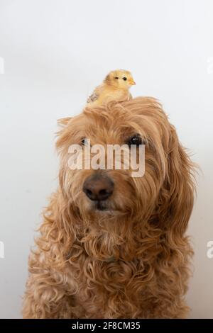 Baby chicken sitting on dogs head against white wall Stock Photo