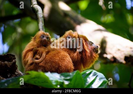 Cubs of endemic species, Golden Lion Tamarin, facing the camera Stock Photo