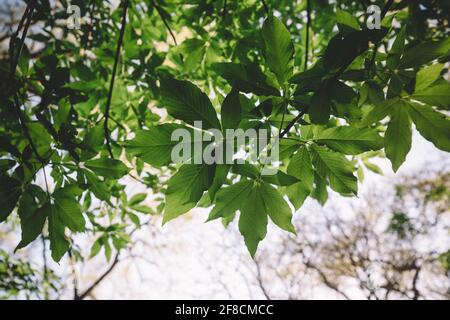 Green leaves from below on a warm Spring Day Stock Photo