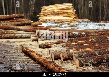 the texture of many tree trunks. the sawn-down tree trunks are stored in the warehouse of an industrial enterprise. deforestation for the production o Stock Photo