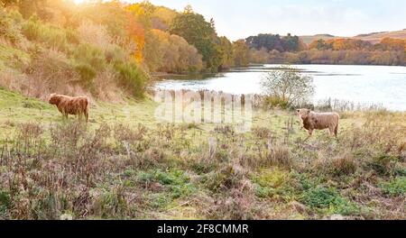 Scottish Highland cow by a loch in Scotland Stock Photo