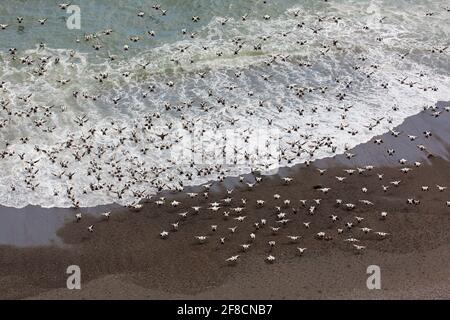 Aerial view over flock of common eider ducks (Somateria mollissima) males taking off from eider duck colony on beach, Iceland Stock Photo