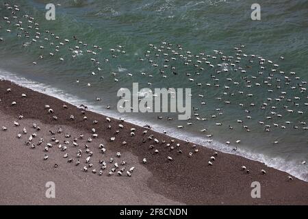 Aerial view over flock of common eider ducks (Somateria mollissima) males swimming and resting on beach, Iceland Stock Photo