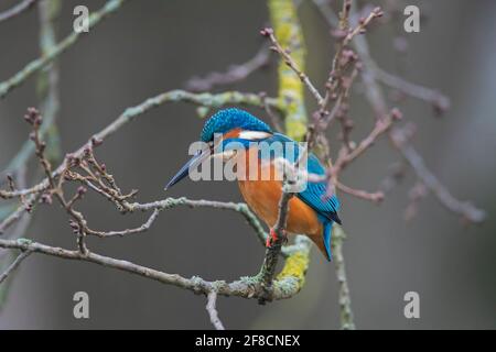 Common kingfisher (Alcedo atthis) male perched in tree with branches hanging over water of pond in winter
