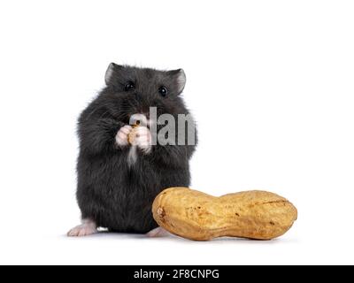 Cute brown baby hamster, eating mealworm, standing beside peanut. Isolated on a white background. Stock Photo