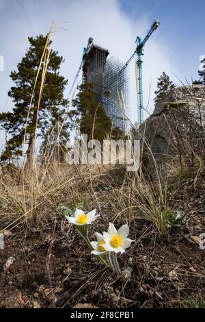 Construction of ski-jump in Shchuchinsk city, Kazakhstan. Firs flowering in spring. Focus on flowers. tower is blurred. Stock Photo