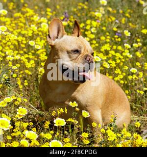 5-Year-Old Male Frenchie Sitting in Blooming Tidytips Field. Springtime in Northern California. Stock Photo
