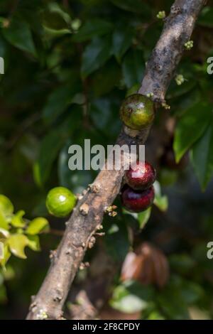 jabuticabeira at residential garden in Jundiaí, Brazil  paisagismo Leyla Barros Stock Photo