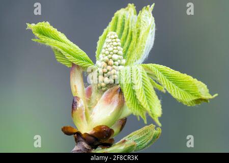 Horse chestnut budding, Aesculus hippocastanum Conker Tree Bud Aesculus flower budding Stock Photo