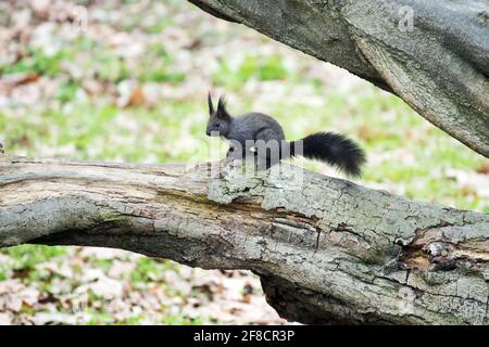 Eurasian red squirrel Sciurus vulgaris black form Stock Photo