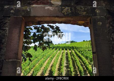 Summer view through a stone wall window of vineyards in Alsace, France Stock Photo