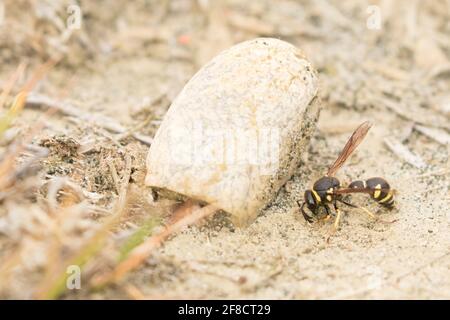 Heath potter wasp (Eumenes coarctatus) female excavating clay for nest pot construction. Surrey, UK. Stock Photo