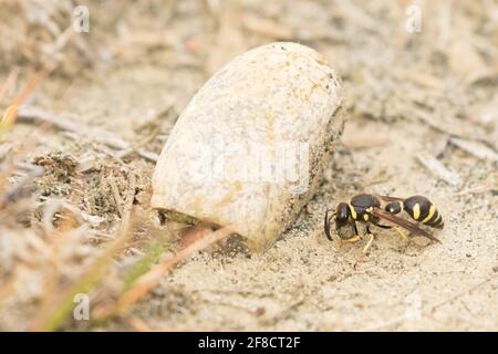 Heath potter wasp (Eumenes coarctatus) female excavating clay for nest pot construction. Surrey, UK. Stock Photo