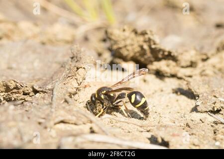 Heath potter wasp (Eumenes coarctatus) female excavating clay for nest pot construction. Surrey, UK. Stock Photo