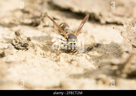 Heath potter wasp (Eumenes coarctatus) female excavating clay for nest pot construction. Surrey, UK. Stock Photo