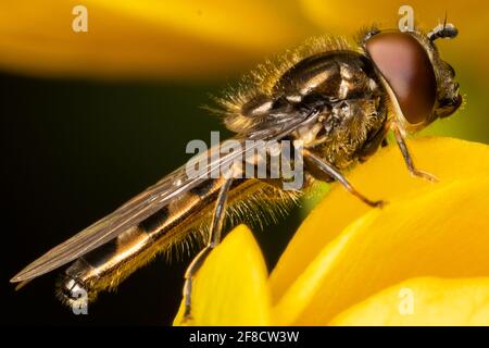 Hoverfly Stock Photo