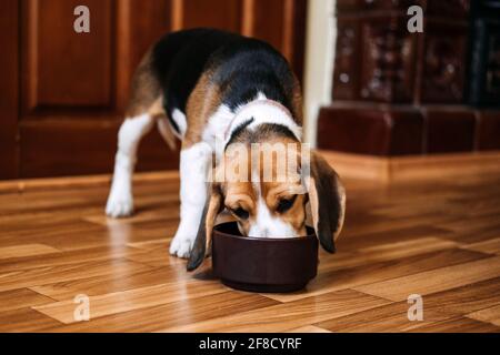 How much should a beagle outlet eat