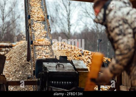 wooden board on the conveyor. people work on an automated sawmill. industrial enterprise for wood processing. the worker puts the boards in the crushe Stock Photo