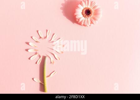 Abstract floral composition with gerbera flower and petals on pastel pink background. Minimal spring bloom concept. Greeting card design. Flat lay. Co
