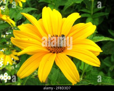bee on a yellow flower in the garden of Dornburger Schlösser, Germany Stock Photo