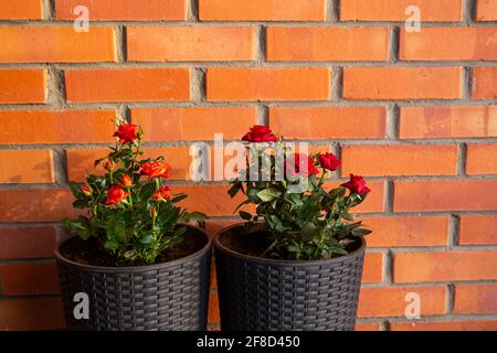 Two cute miniature roses, orange and dark red growing in black color plastic rattan flower pot in home outdoors, horticulture. Room for text. Stock Photo