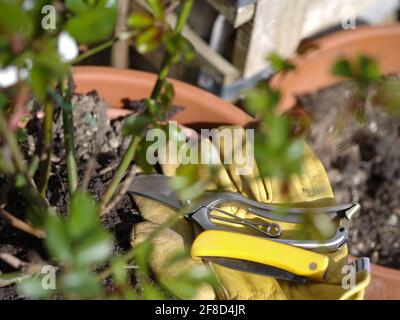 yellow gloves and knife potted rose container plant Stock Photo