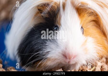 Cute domestic peruvian guinea pig Stock Photo