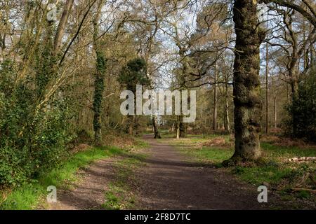 Uk Midlands Spring Tilehill Wood Nature Reserve in spring, Coventry, West Midlands ...