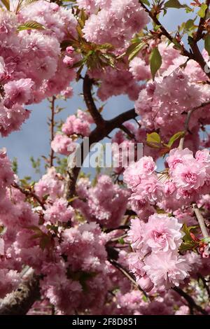 Japanese Flowering Cherry 'Asano', Prunus 'Asano' , Flowering Tree ...