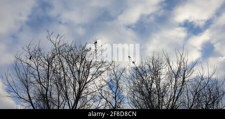 winter trees on a background of blue sky, gray without leaves Stock Photo