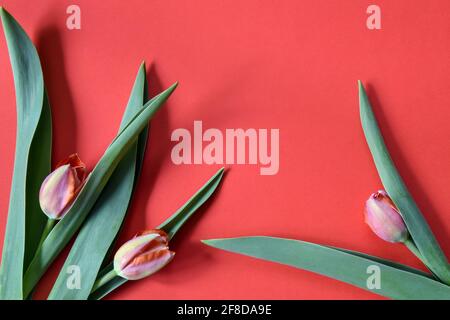 Three tulips on red background. Greeting card for Valentine's Day, Woman's Day and Mother's Day, nice present concept. Flat lay, top view, copy space Stock Photo