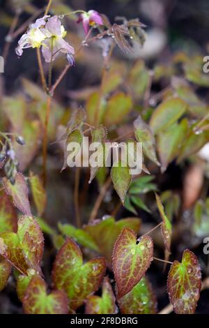 Epimedium x versicolor Cupreum,flowers,woodland,perennials,barrenwort,shade,spring,shady,shaded,leaves,foliage,leaf,RM Floral Stock Photo