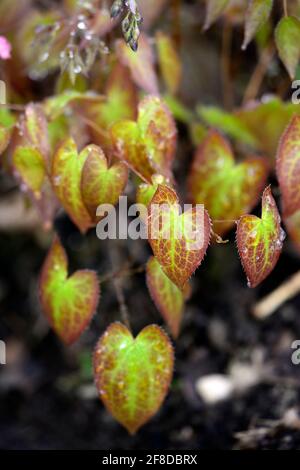 Epimedium x versicolor Cupreum,flowers,woodland,perennials,barrenwort,shade,spring,shady,shaded,leaves,foliage,leaf,RM Floral Stock Photo