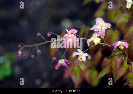 Epimedium x versicolor Cupreum,flowers,woodland,perennials,barrenwort,shade,spring,shady,shaded,RM Floral Stock Photo