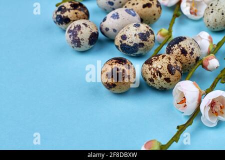 Textured spotted eggs and spring flowers close-up. Stock Photo