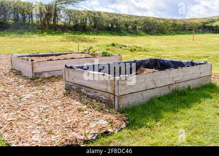 Gardener making a start with raised beds with one full, and one being filled with compost in a no-dig garden Stock Photo